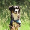 4321 Cooling Dog Rug WEB 06 590x d48209d5 377e 4eff a6f8 942d82c4e51a 1024x1024@2x