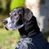 Back on Track - Dečka Whippet 5