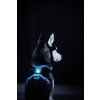 75028 39 orbiloc dog dual safety light