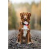 75028 17 orbiloc dog dual safety light