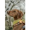 75028 23 orbiloc dog dual safety light