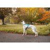 Non-stop dogwear postroj Rush teal 4