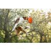 Non-stop dogwear Dog flying 2