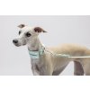 Hunting Dog chrtí obojek - pes