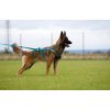 Non–stop dogwear postroj Free Motion 5.0 teal