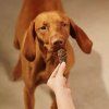 Carnilove Dog Jerky Snack Turkey & venison 100 g2