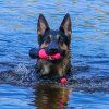 come077c dog comets bobber koiran uimalelu pinkki