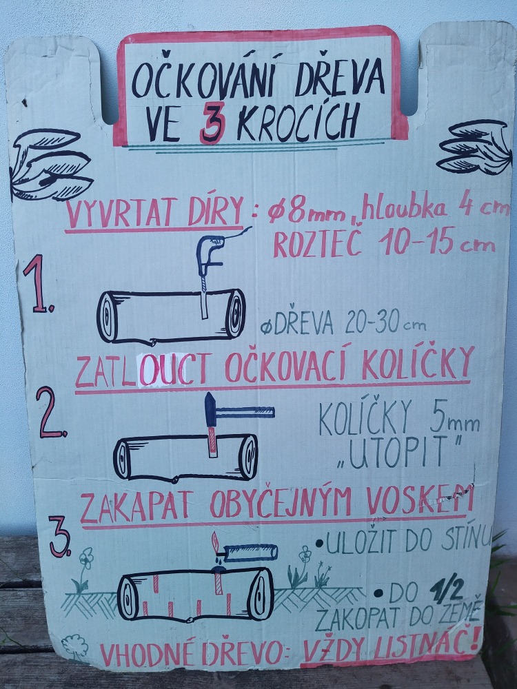 Očkování špalku kolíčky