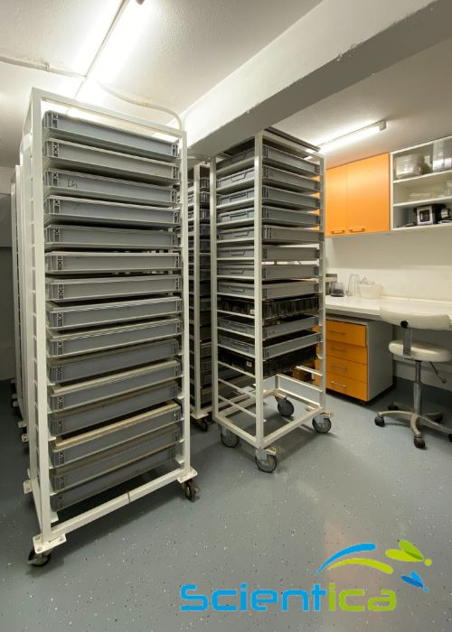 Ako chovať múčne červy? Základná príručka k chovu a kŕmeniu