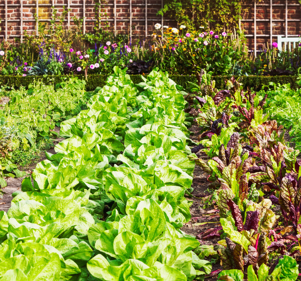 Frass a čo je to vlastne ten chitín?