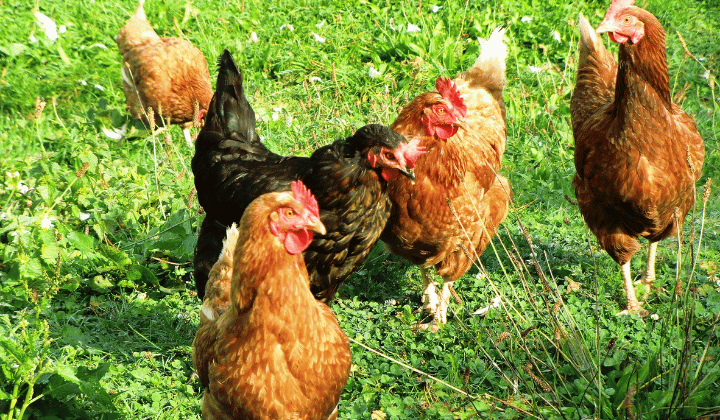 Prečo by ste mali začať kŕmiť hydinu múčnymi červami už dnes?