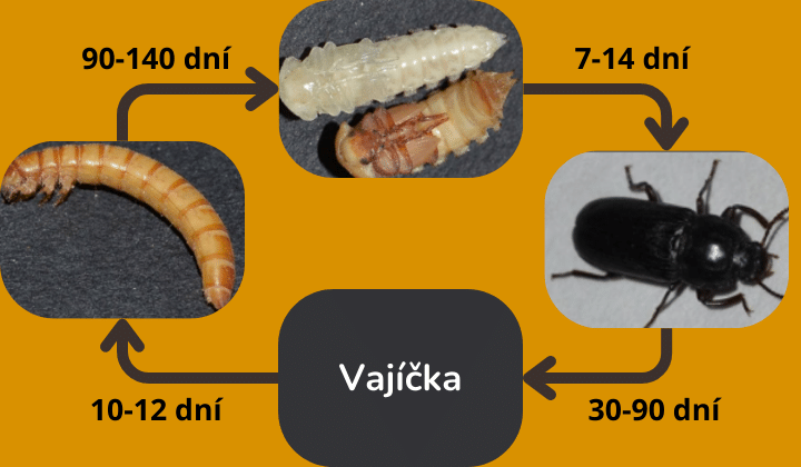 Vývinový cyklus Múčiara obyčajného