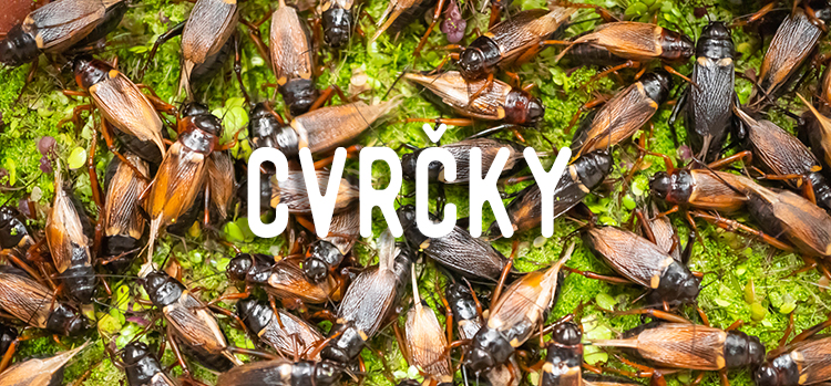 Cvrčky