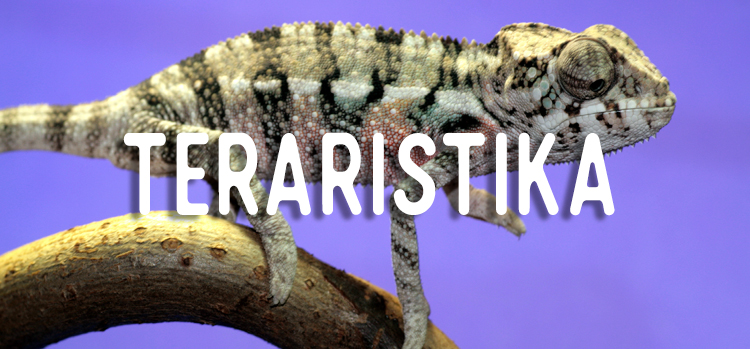 teraristika