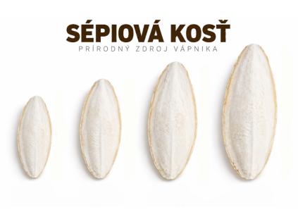 sépiová kosť (1)