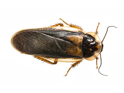 dreamstime m 82728806