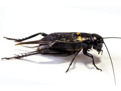 dreamstime m 131875460