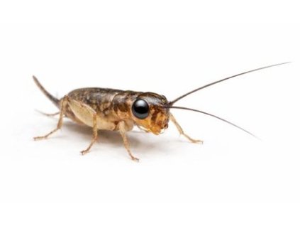 ChatGPT Image 28. 12. 2025, 16 20 49