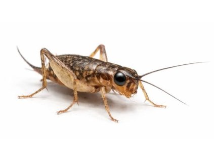 ChatGPT Image 28. 12. 2025, 16 20 46