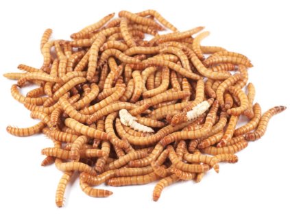 Tenebrio molitor (múčne červy) - 1 dcl