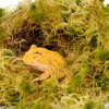 HabiStat Sphagnum Moss 1 kg