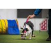 Králík zapletený s fleecem cop na amortizéru agility