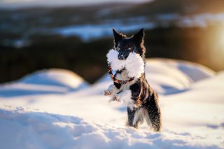 Objednávky přijaté od 30.1. do 4.2. budu odesílat v pátek. Děkuji za pochopení❤️ #hoaxxcz #bordercollie