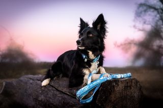 Nedá mi to a musím ještě vypíchnout úžasnou práci @hana_dogsphoto, která mi celou kolekci TAIL VIBES ONLY nafotila. Hračky...