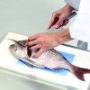FYS Fish