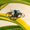 Dron FPV NewBeeDrone AcroBee75 HD O4 Pusher BNF ELRS 2.4G