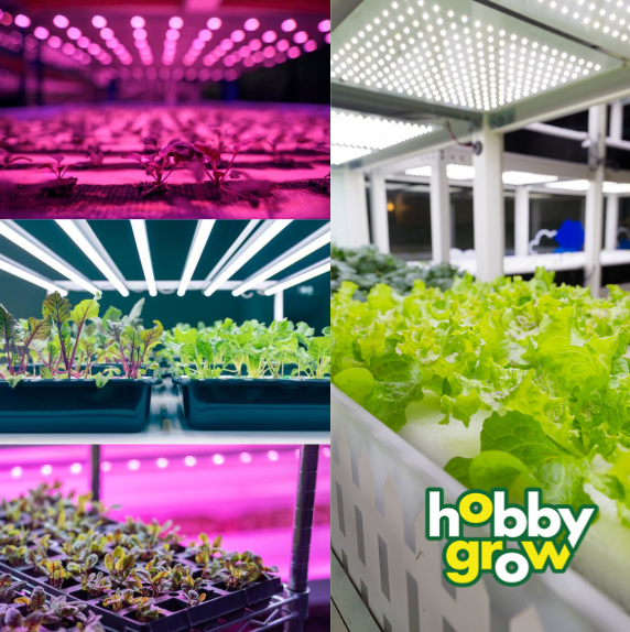 Proč rostliny potřebují světlo?