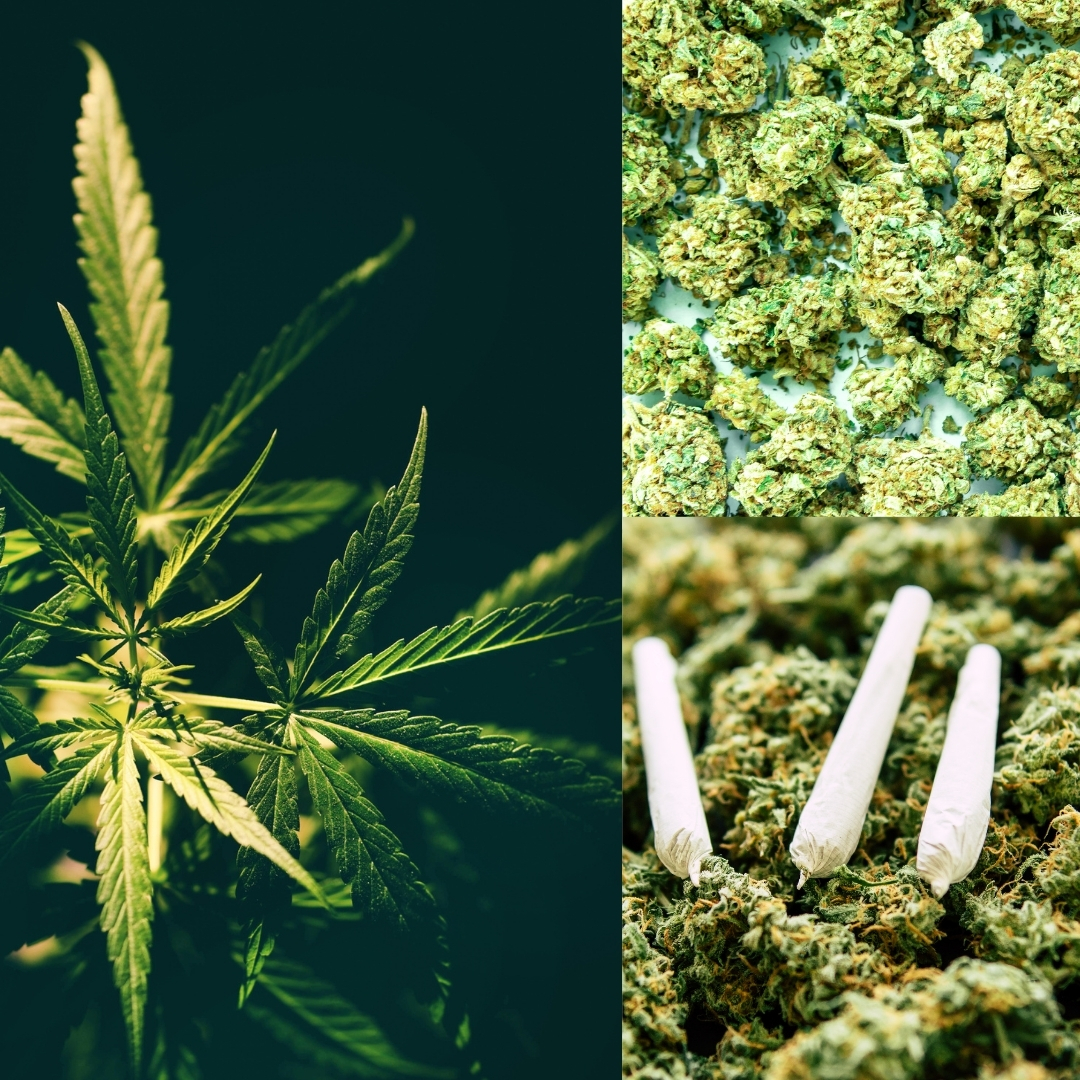 Legální pěstování od roku 2026: Všechno, co potřebujete vědět, než zasadíte první semínko.