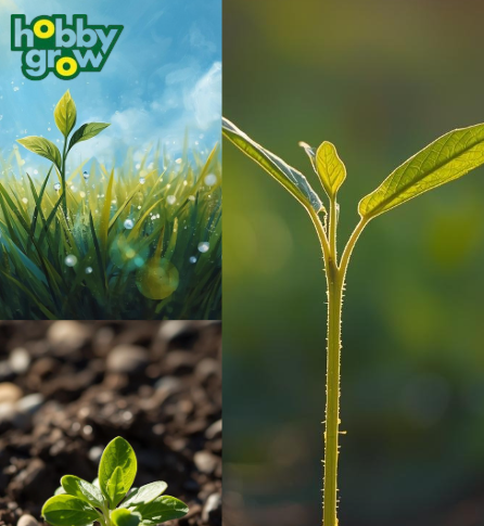 Kdy začít s předpěstováním paprik, rajčat, chilli, bylinek a konopí: přehledný kalendář pro úspěšnou sezonu