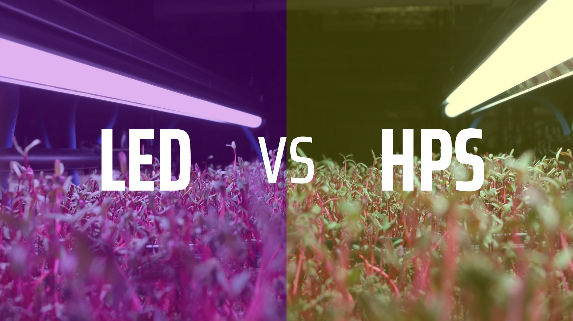LED VS. HPS