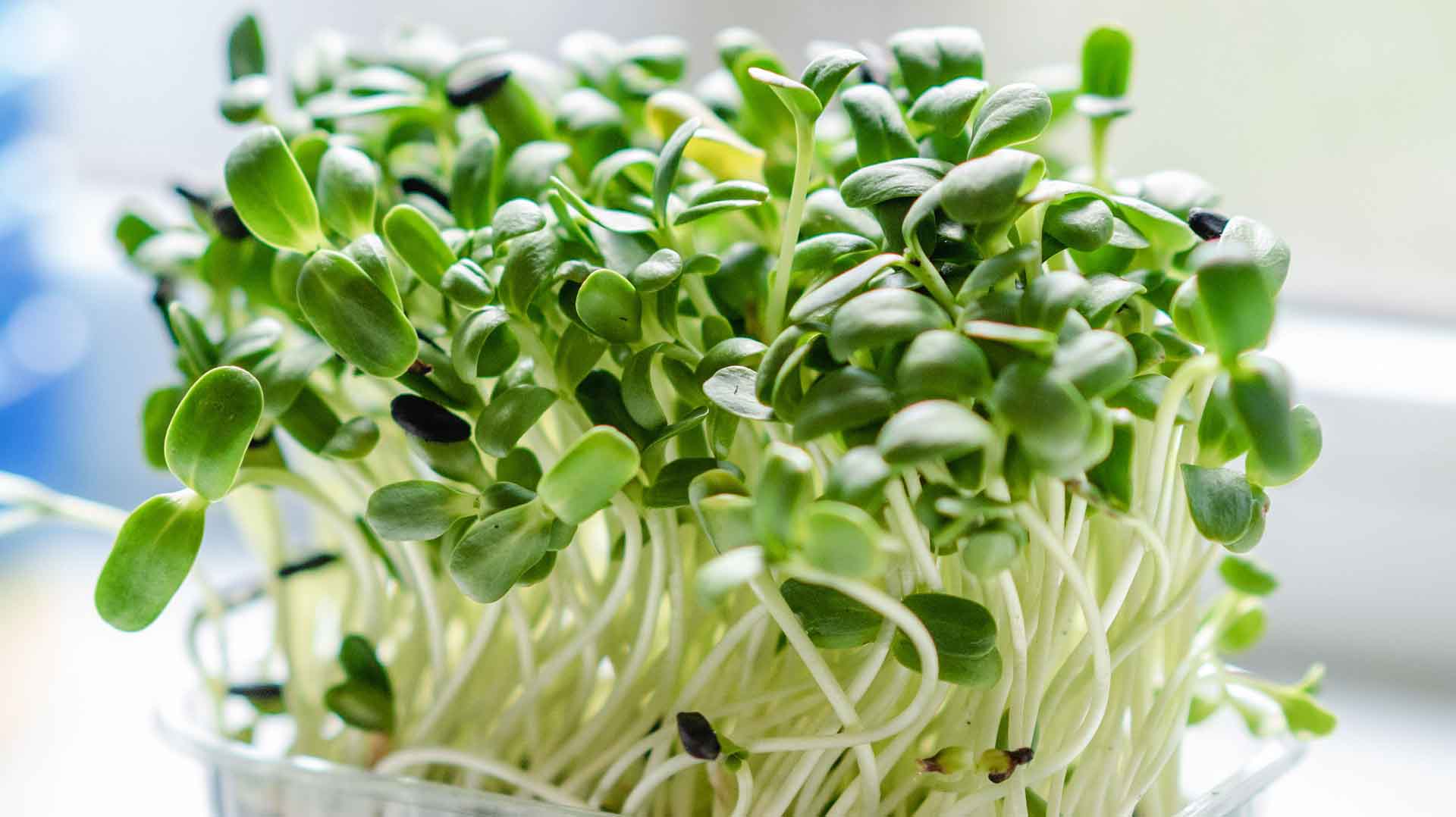 MICROGREENS