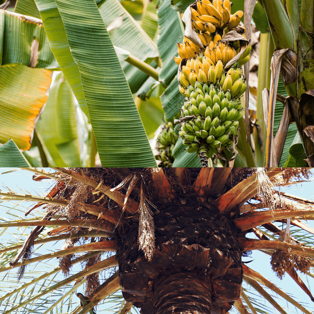 Jak pěstovat exotické rostliny v ČR?