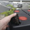 Aeroponický systém pro 2x 16 rostlin, Amazon Twin 32 od Nutriculture.