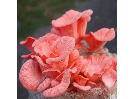 Hlíva růžová (Pleurotus djamor) 1l, mycelium na zrně