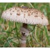 Bedla vysoká (Macrolepiota procera) mycelium 750ml