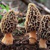 Smrž obecný (Morchella esculenta) mycelium 750 ml (2)