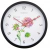 Knautia 1