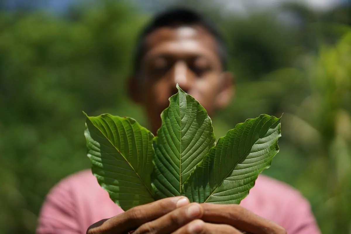 Vše o sběru kratomu a jeho původu
