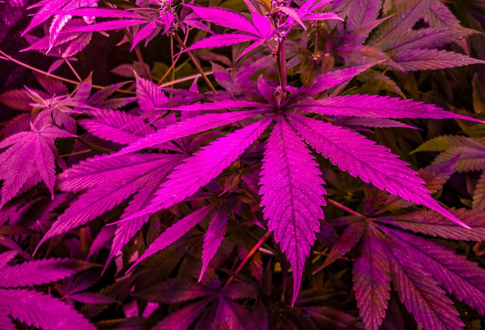 HHC-P vs. THC – stručné srovnání