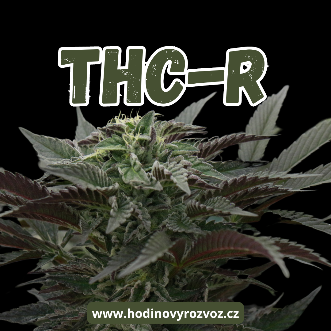 THC-R konopné květy: Účinky a zkušenosti uživatelů