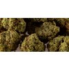 cbd kvety bubblegum www.hodsedoklidu.cz 8501