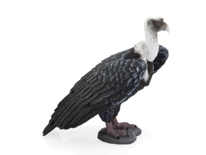387165 GRIFFON VULTURE 540x500