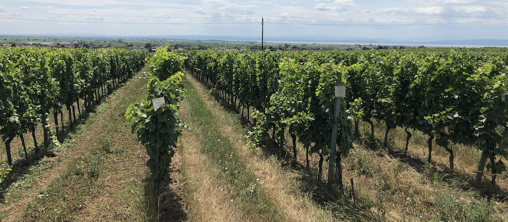 Naturální vína - o co vlastně jde?