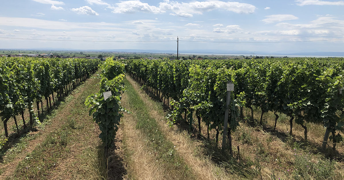 Natural wines – what are they?