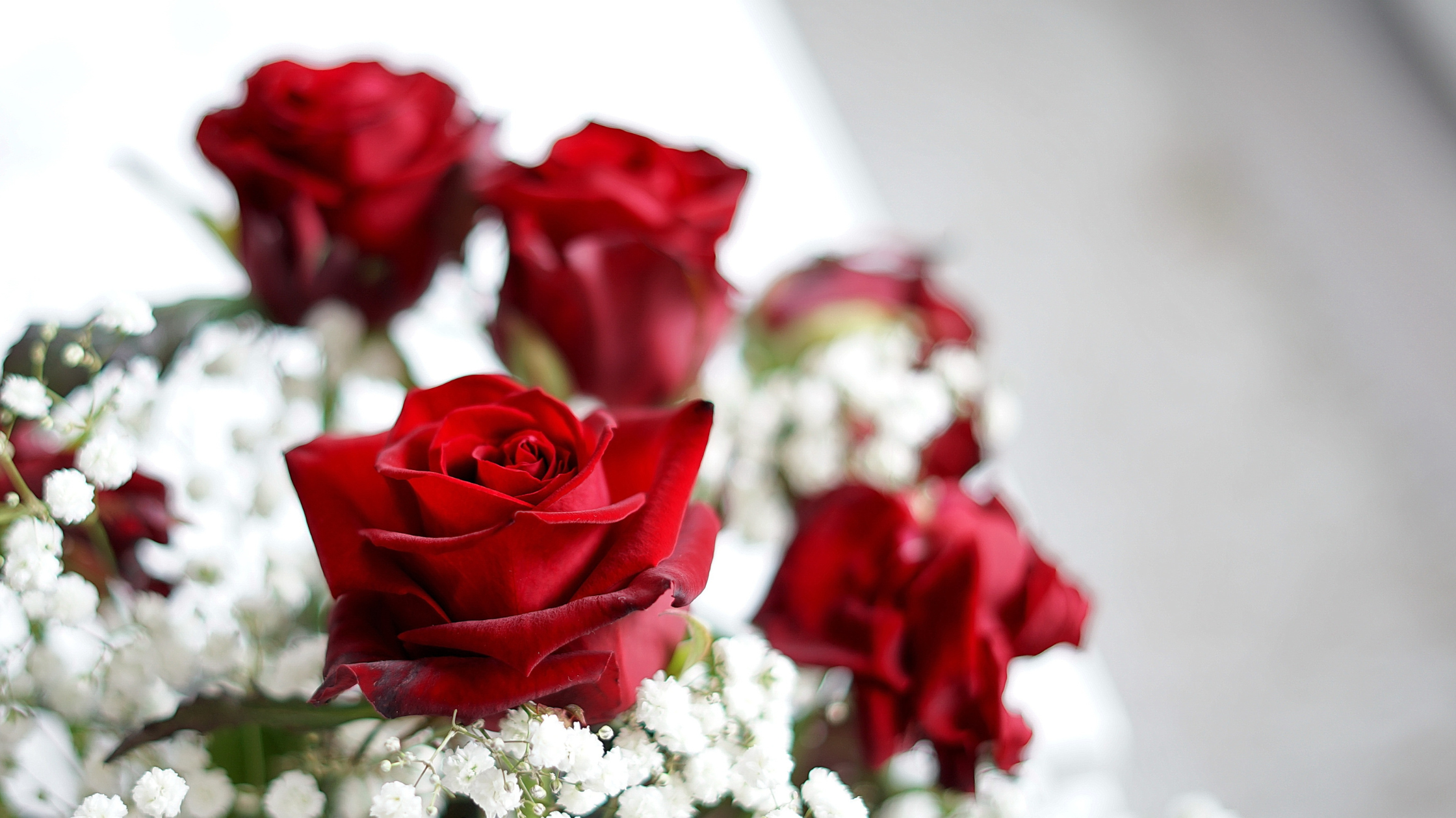 7 tipů jak pečovat o růže, aby dlouho vydržely