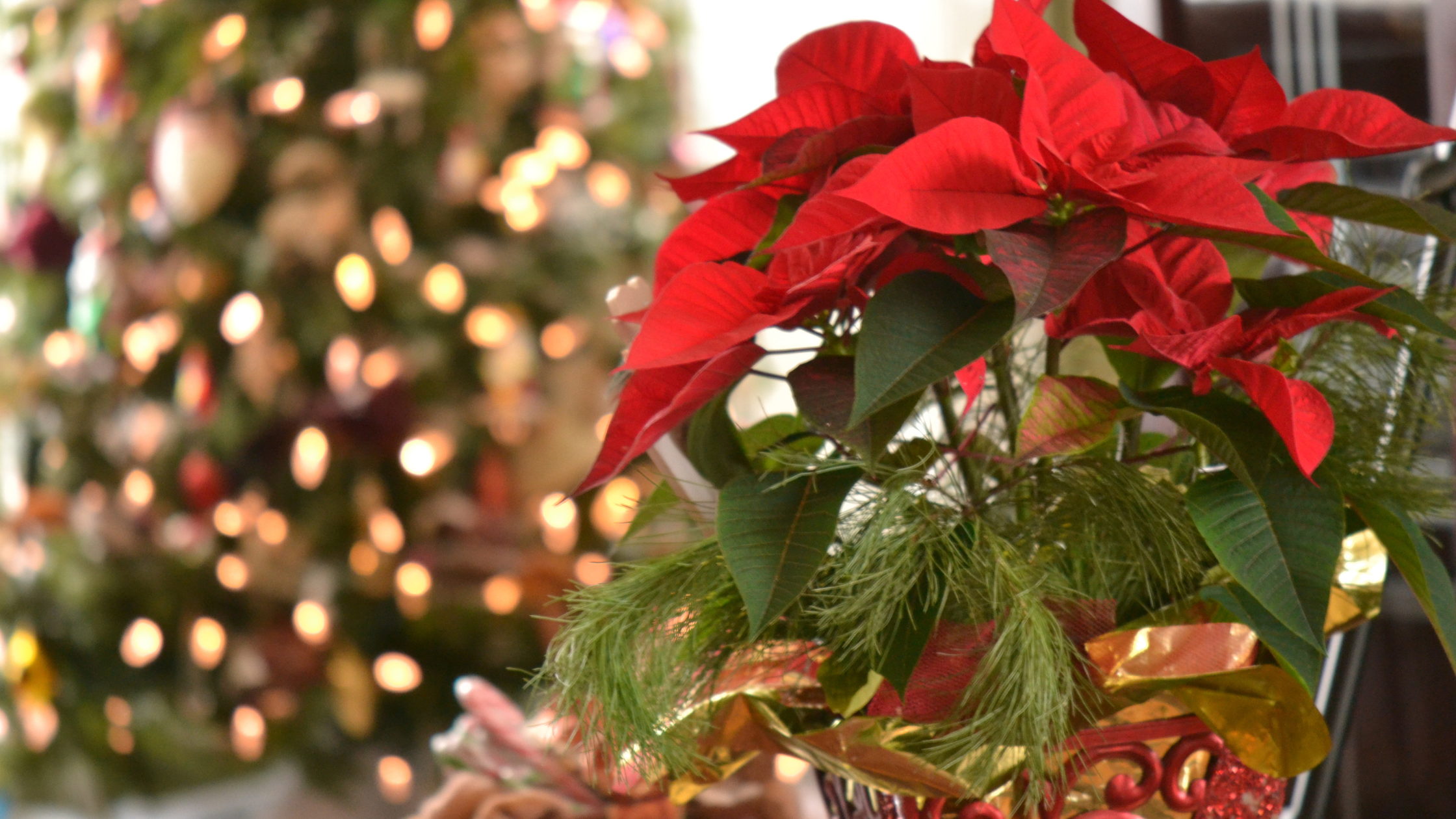 Ať vám vánoční hvězda vykvete i příští rok